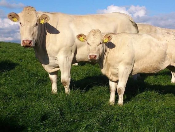 o-podjetju-prokaval-doo